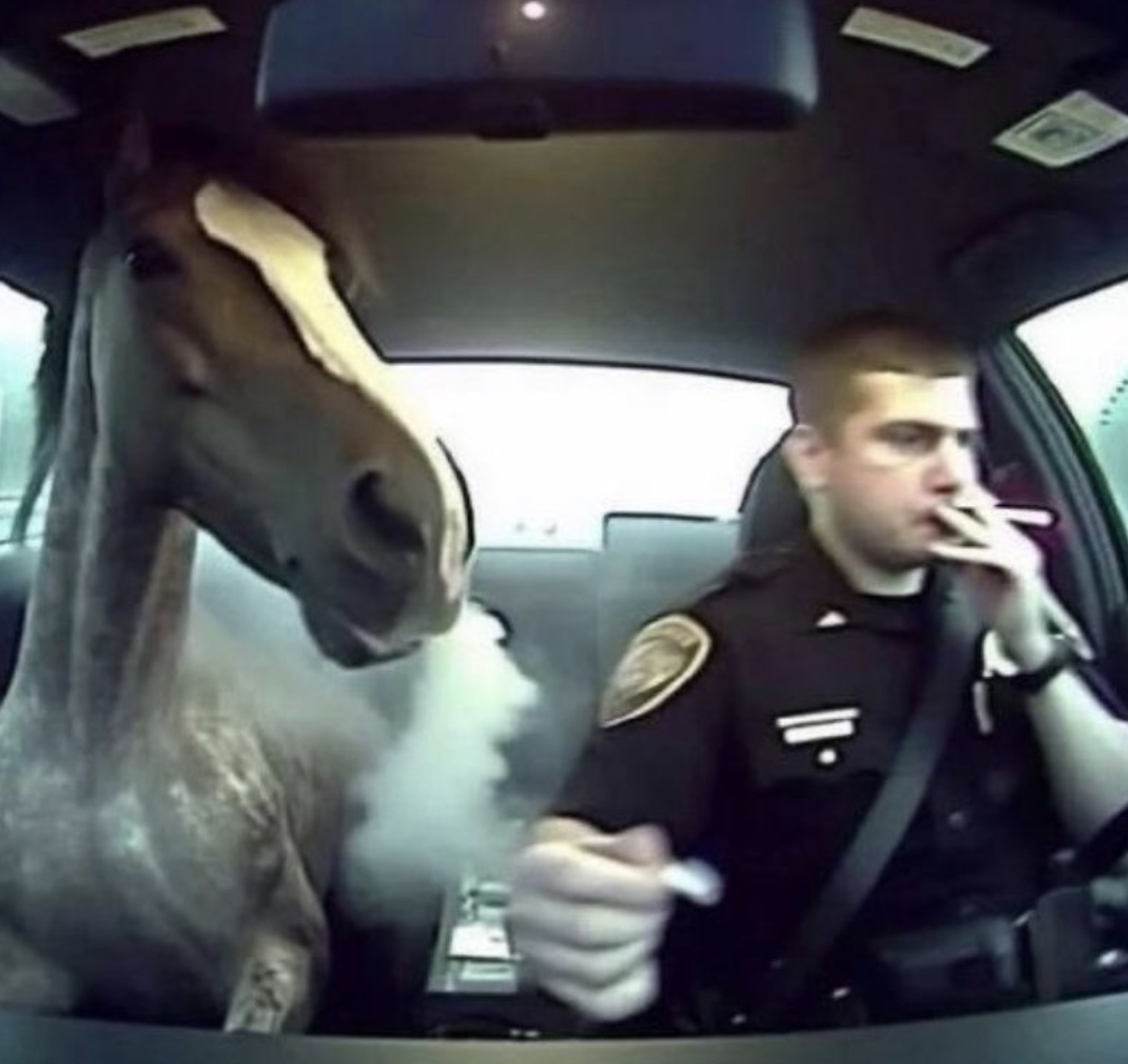 horse smoking in car